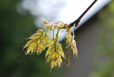 Quercus rubra - dub červený - jarní listy a květenství